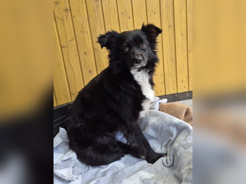 ♥ZELDA♥ neu auf Pflegestelle bei Köln - ganz niedliche, kleine, noch etwas unsichere Hündin 41cm