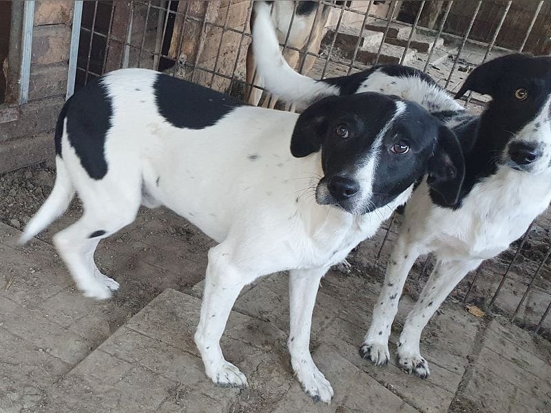 ♥SIMON♥ sehr menschenbezogener, hübscher Junghund, der als Familienhund geeignet ist 45 cm