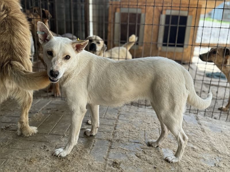 ♥NOEMI♥ hübsche weiße, anfangs noch zurückhaltende sensible Seele 47 cm