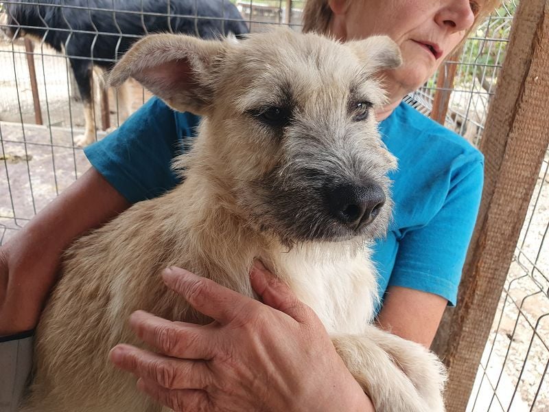 ♥NETTY♥ hübsche, verspielte, menschenbezogene, lebensfrohe Junghündin 45 cm