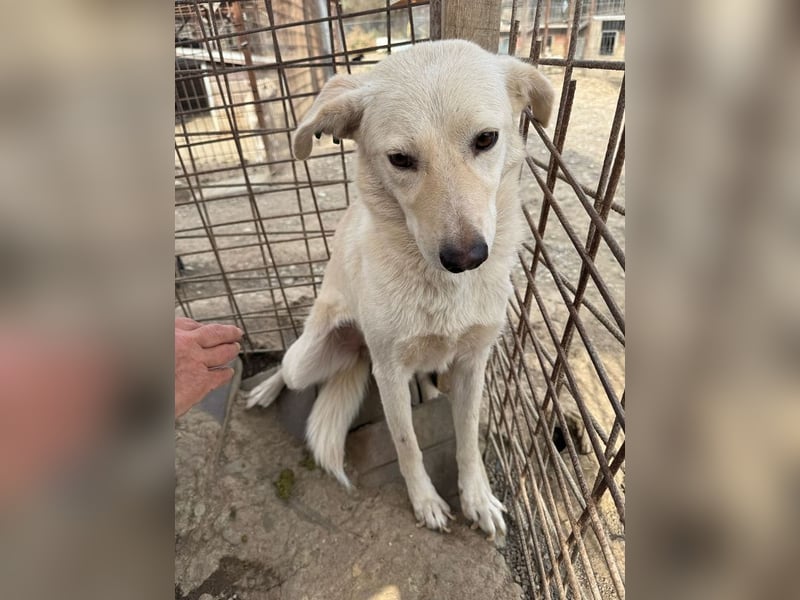 ♥ELLA♥ besonders hübsche, sanfte, noch vorsichtige Hündin 49 cm