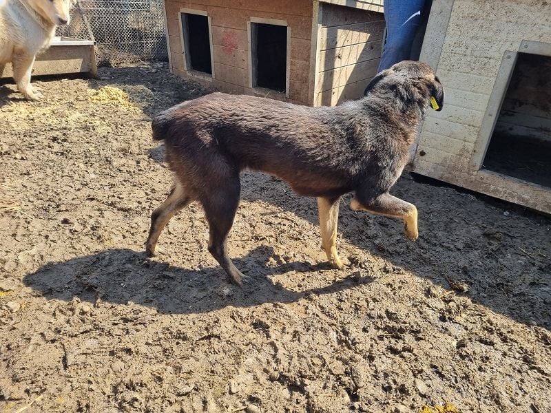 ♥SAFARI♥ sehr menschenbezogener, verschmuster Schatz,der so gar nichts im Tierheim verloren hat 49cm