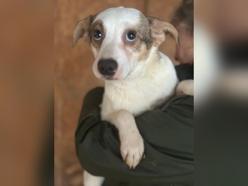 ♥FANA♥ zuckersüße, verspielte und ganz zutrauliche Juniorin 40-45 cm (etwas wachsend)