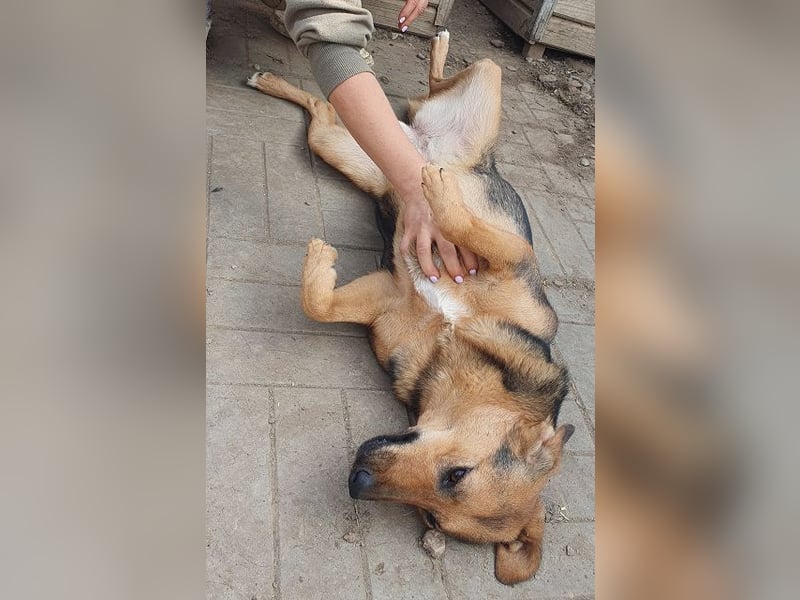 ♥MALAIKA♥ wunderschöne, fröhliche, aktive Junghündin mit ganz viel Charme 50 cm