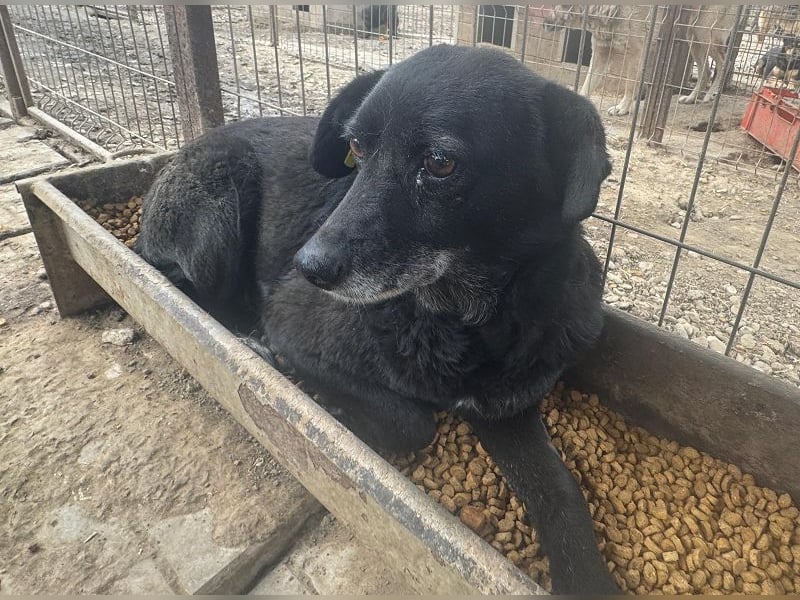 ♥TRUDI♥ süße, ruhige, zurückhaltende Hündin,die nicht auffallen will,um keine Probleme zu haben 47cm