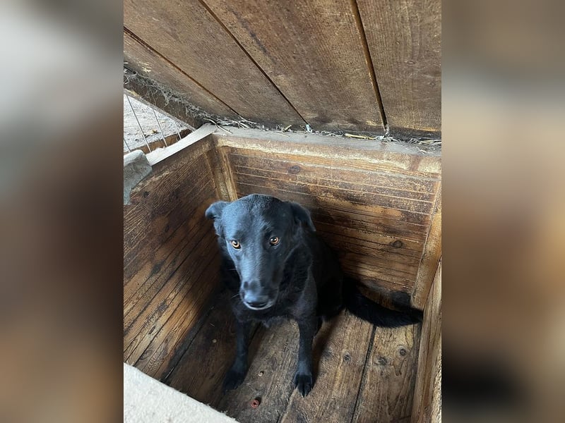 ♥ANNI♥ liebe, noch unsichere, hübsche schwarze Lady, die sicher schnell auftaut 45-50 cm