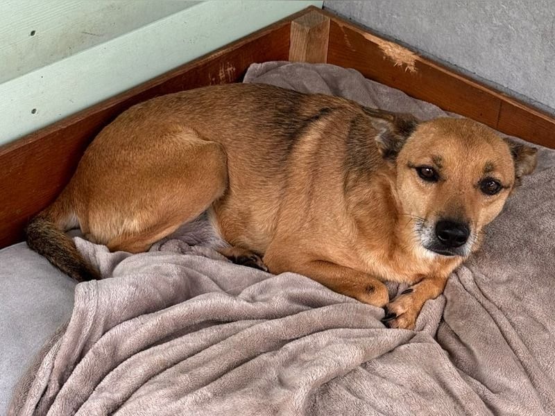 ♥AXEL♥ auf Pflegestelle bei Köln - verschmuster, sehr menschenbezogener Traumhund 48 cm