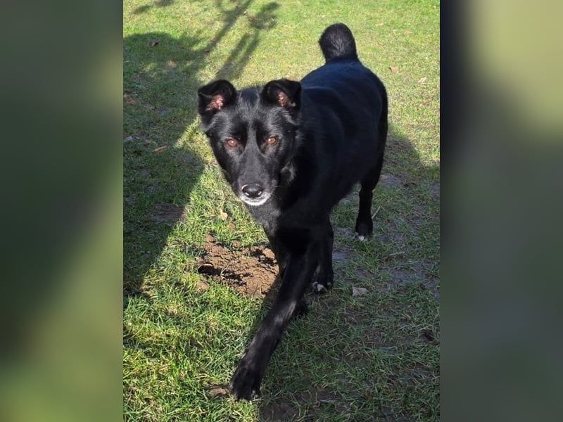 ♥KINDRA♥ auf Pflegestelle bei Köln - süße, verschmuste und unkomplizierte Hündin 50 cm