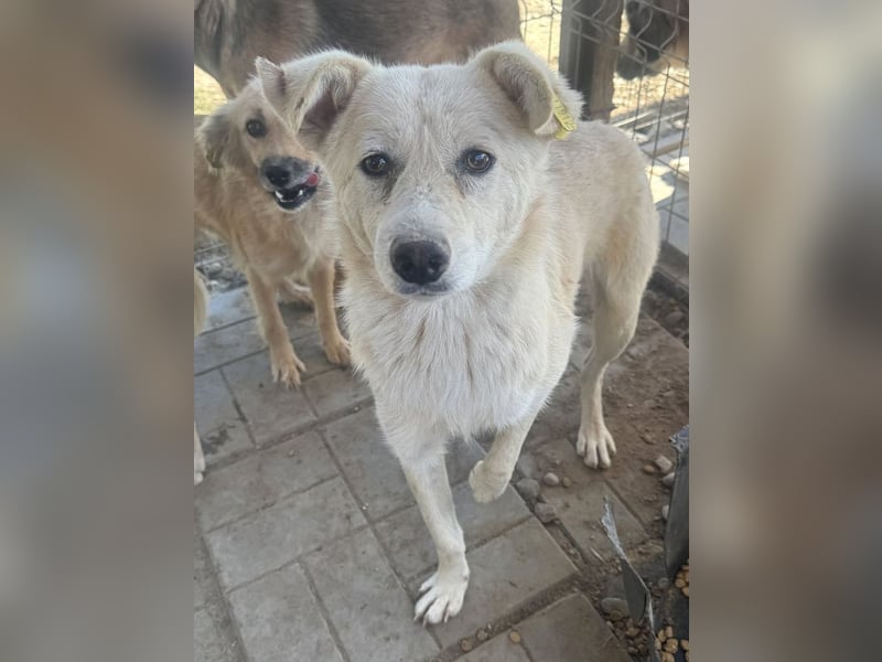 ♥VANESSA♥ süße, noch vorsichtige hübsche Maus, die im Tierheim so traurig schaut 48 cm