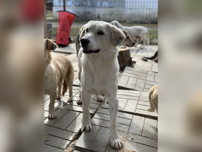 ♥JANOSCH♥ hübscher, sehr lieber, anfangs noch vorsichtiger Labrador-Mix-Rüde 48 cm