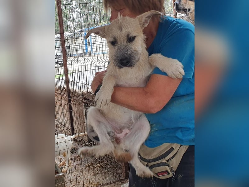 ♥NETTY♥ hübsche, verspielte, menschenbezogene, lebensfrohe Junghündin 45 cm