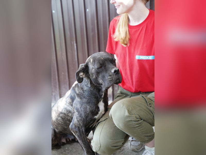 ⭐️Alba⭐️,  Knutschkugel, Cane-Corso-Mix, 49 cm, 1 Jahr, Tierschutz Rumänien