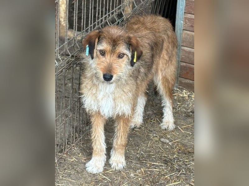 ♥SOUL♥ niedliche, anfangs noch vorsichtige Hündin mit dem zauberhaft getigerten Struppifell 47 cm