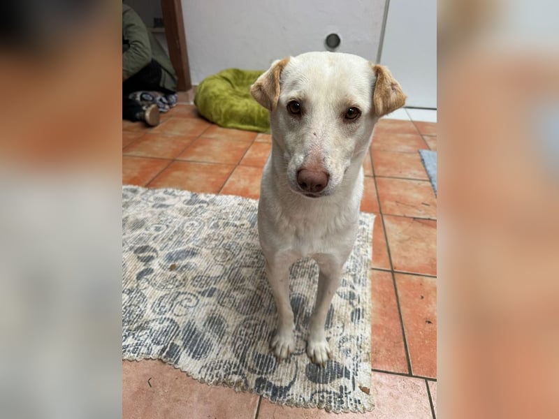 ♥MALEEN♥ auf Pflegestelle bei Duisburg - bildhübsche, süße, sanfte Hündin 47 cm