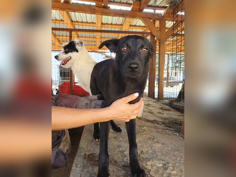 ♥BLACKY♥ wunderschöne, sanfte, sensible Seele, die schon so erschöpft ist 41 cm