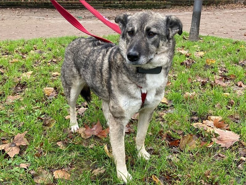 ♥LONKA♥ auf Pflegestelle in Köln - wunderschöne, verschmuste Hündin 42 cm