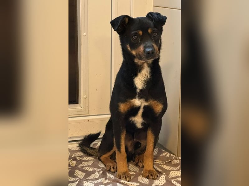 ♥OLIVER♥ neu auf Pflegestelle bei Köln - süßer, zutraulicher kleiner Rüde 42 cm