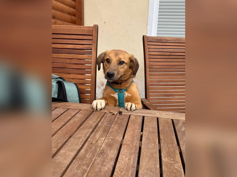 ♥BECKY♥ auf Pflegestelle in Köln - zuckersüße, hübsche, noch vorsichtige Hündin 45cm