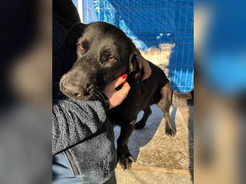 ⭐️COSTEL⭐️, lieber Charakter-Kopf, Rüde, 3,5 Jahre, 42 cm, Mischling, Tierschutz Rumänien