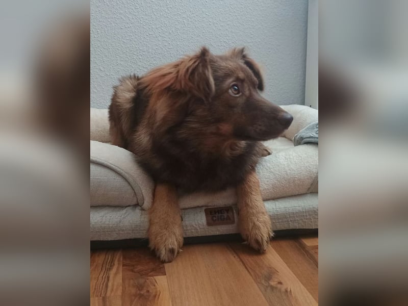♥BRUNJA♥ verliert ihr Zuhause bei Köln - ganz menschenbezogene, aktive Junghündin 45cm