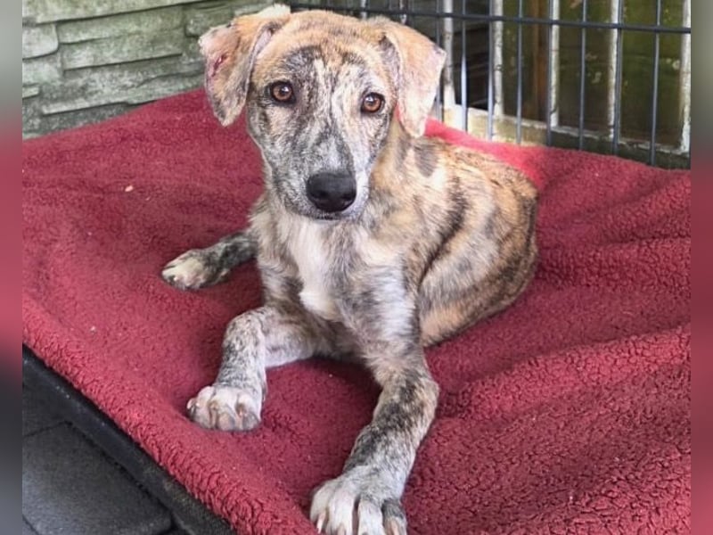 ♥NICKY♥ neu auf Pflegestelle bei Köln - hübsche, verschmuste, viel zu dünne Juniorin 45 cm
