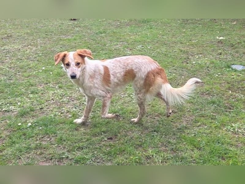 ♥LUZ♥ neu auf Pflegestelle bei Köln - süße, wunderschöne, noch zurückhaltende Junghündin 41 cm