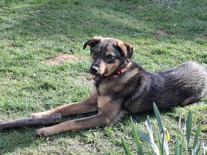 ♥FEE♥ auf Pflegestelle bei Köln - hübsche, ruhige, eher zurückhaltende, unkomplizierte Juniorin 49cm
