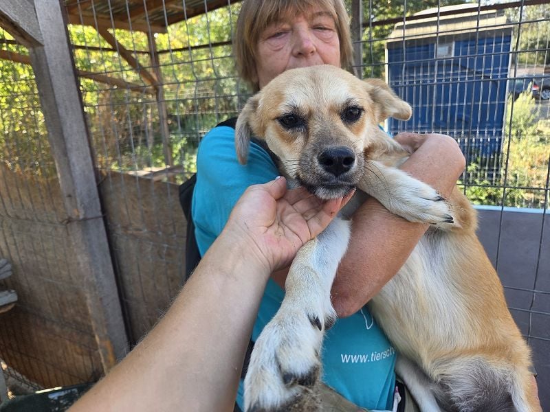 ♥CORA♥ elegante, ruhige, feinsinnige Hündin, die in sich ruht 45 cm