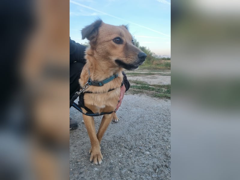 ARMANI, schüchterne Frohnatur, 1 Jahr, 43 cm, Mischling, Tierschutz Rumänien