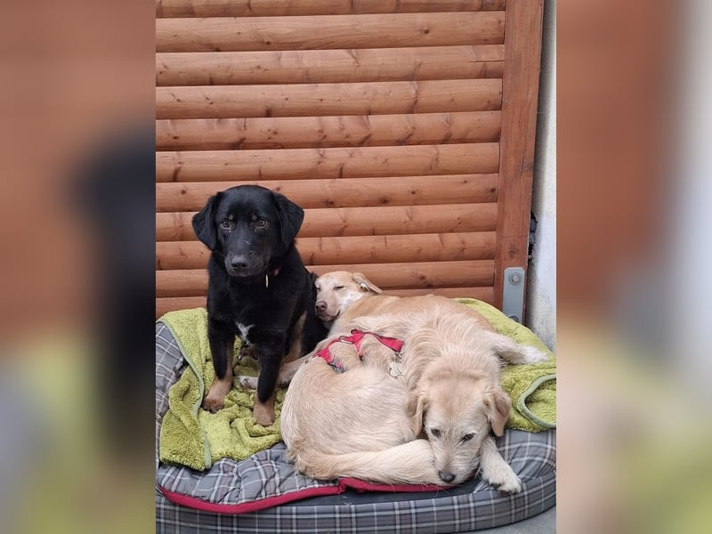 ♥MARIA♥ auf Pflegestelle bei Köln - süße, noch ängstliche, ganz liebe Junghündin 43 cm