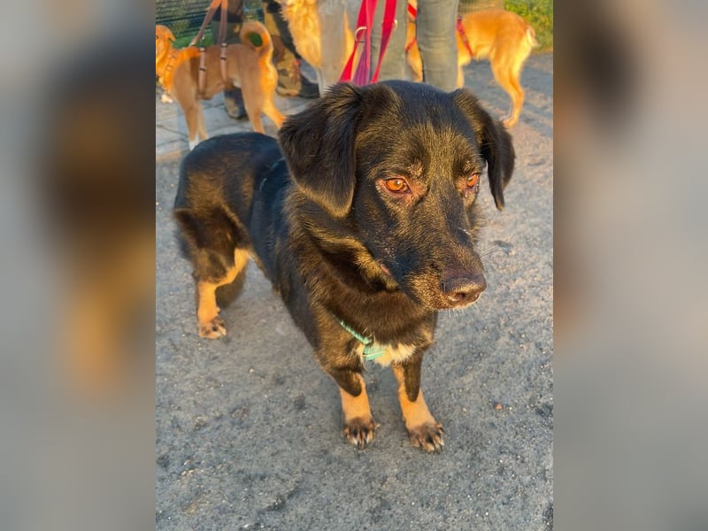 ♥MARIA♥ auf Pflegestelle bei Köln - süße, noch ängstliche, ganz liebe Junghündin 43 cm