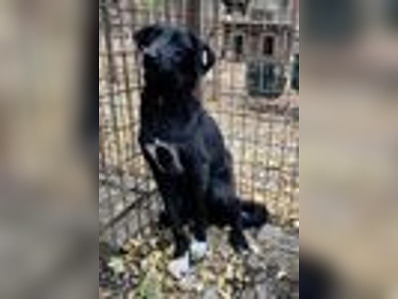 ♥LETTY♥ sehr zarte, süße Hündin, die von einem Fabrikgelände gerettet wurde 50 cm