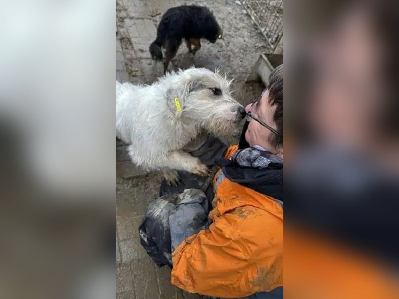 ♥KOKOS♥ süßer, ganz lieber und verschmuster Junghund, der ganz neu im Tierheim gelandet ist 40-45 cm