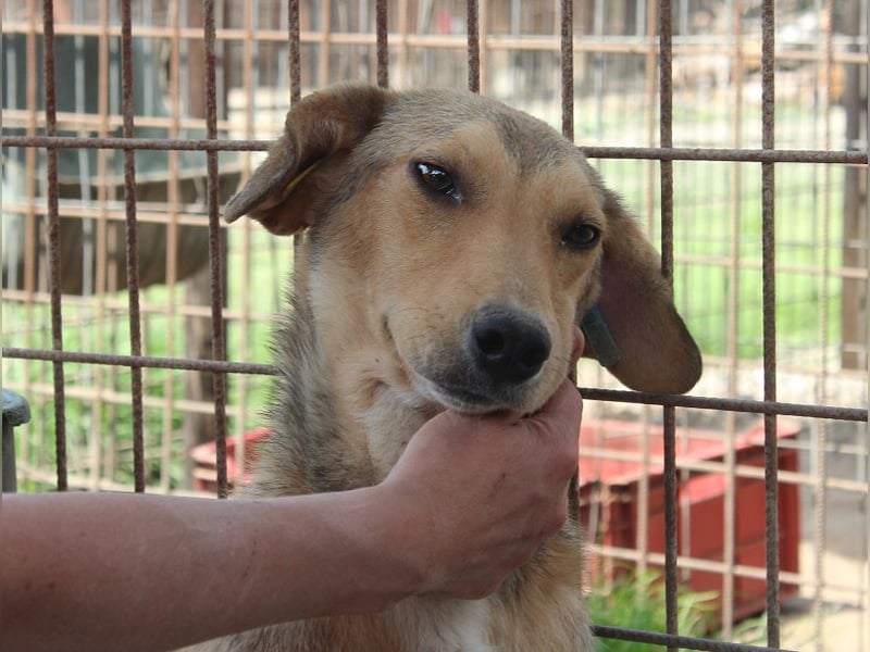 ♥QUERIDO♥ wunderschöner, zarter, etwas zurückhaltender Schatz 49 cm