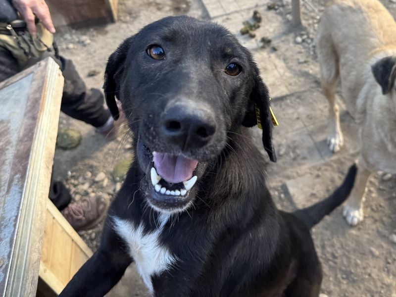 ♥ELENA♥ wunderschöne, aufgeweckte, unkomplizierte Traumhündin 50 cm