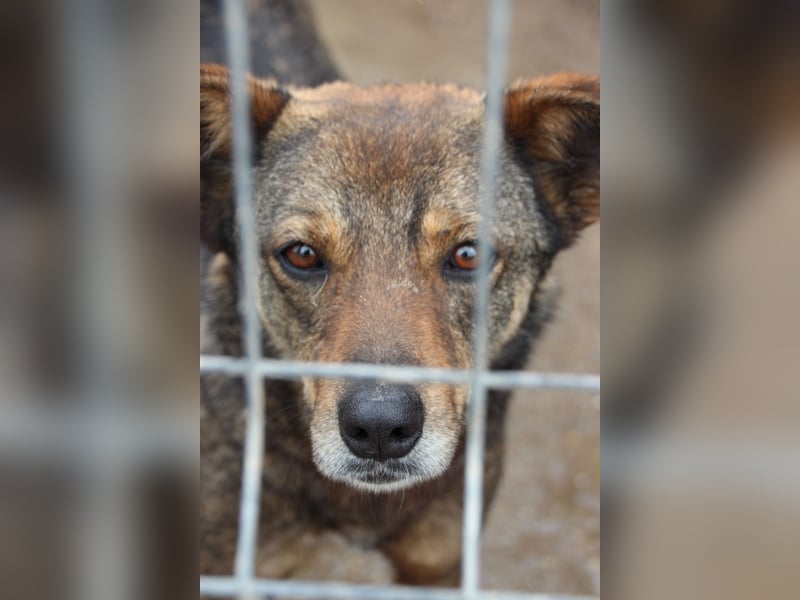 ⭐️FIONA⭐️, Hündin, 4,5 Jahre, 44 cm, Mischling, Tierschutz Rumänien