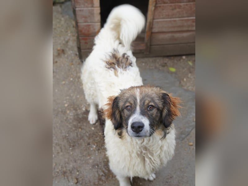 ⭐GRAVE⭐, verträumter Hütehund-Mix, Rüde, 1 Jahr, 47 cm, Tierschutz Rumänien