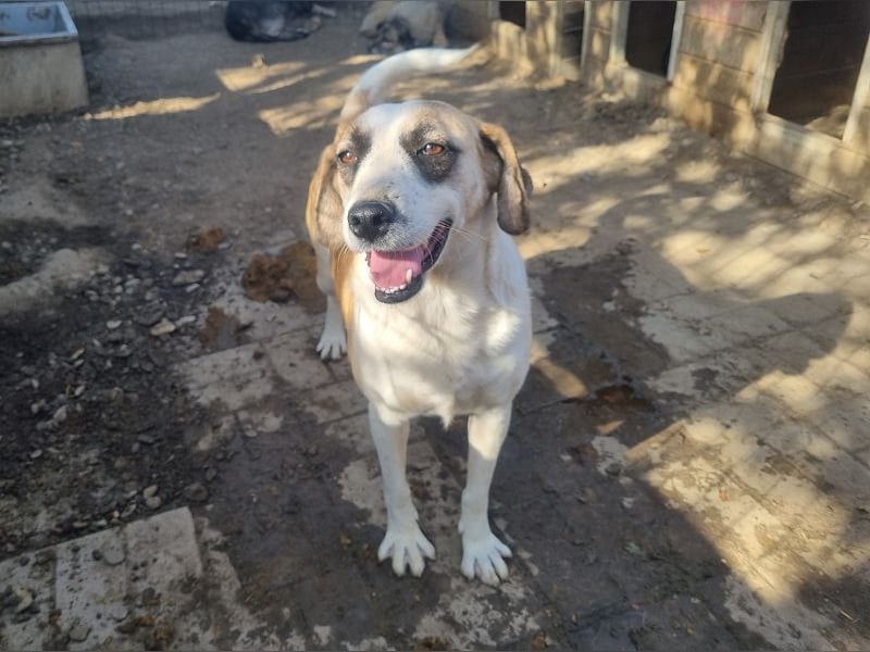 ♥KATJA♥ bezaubernde, verschmuste, geduldige Hündin mit besonderer Fellzeichnung 49 cm