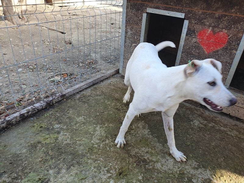 ♥LUCY♥ sportliche, lebenslustige, sehr menschenbezogene Junghündin 45 cm