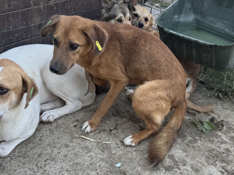 ♥BECKY♥ zuckersüße, hübsche, noch vorsichtige Junghündin 45 cm