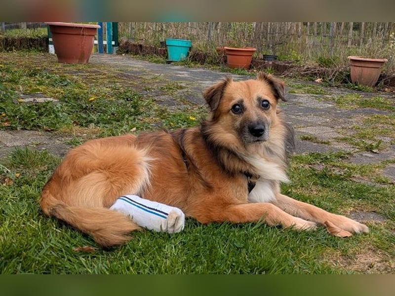 ♥DIDRIK♥ auf Pflegestelle bei Köln - süßer, lieber, dankbarer, blinder Purzel 45 cm