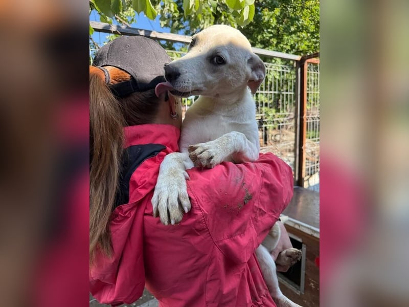 ♥LUCY♥ sportliche, lebenslustige, sehr menschenbezogene Junghündin 45 cm