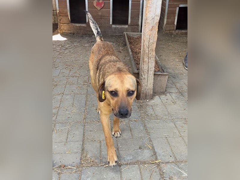 ♥FABIO♥ wunderschöner, aufgeweckter, ganz menschenbezogener Jungspund 49 cm
