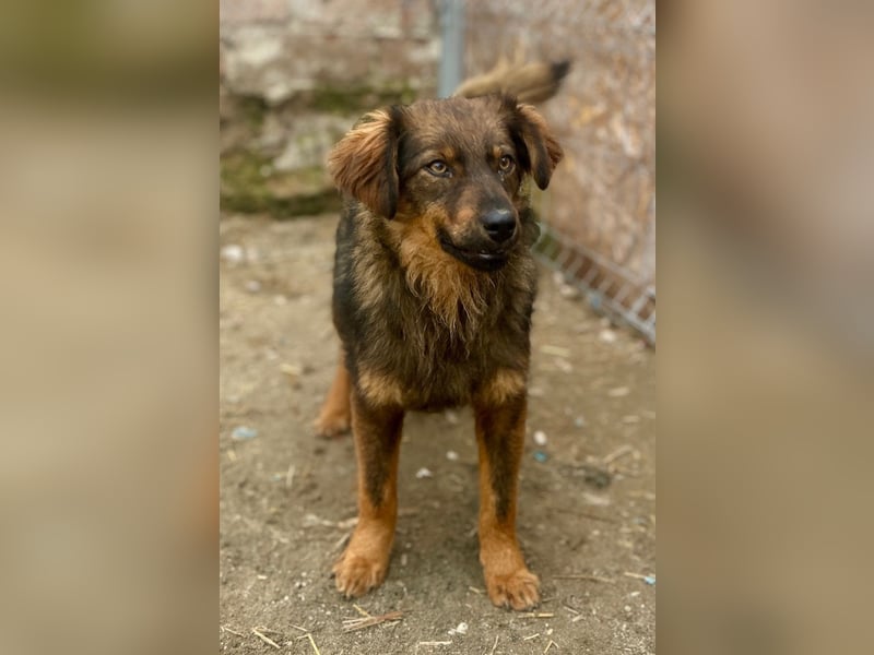 HERRO, Freund fürs Leben, 1,5 Jahre, 41 cm, Mischling, Tierschutz Rumänien