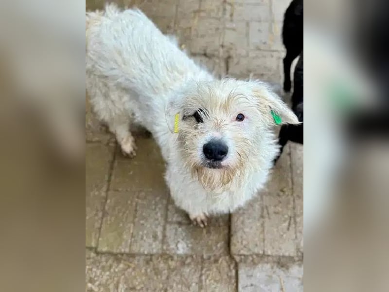 ♥KOKOS♥ süßer, ganz lieber und verschmuster Junghund, der ganz neu im Tierheim gelandet ist 40-45 cm