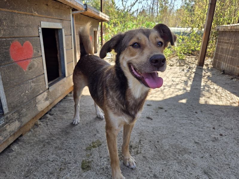 ♥CODY♥ wunderschöner tricolor-farbener, anhänglicher, sportlicher Rüde 45 cm