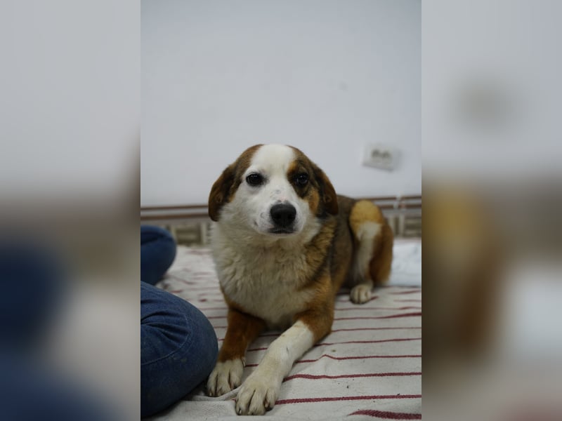 ⭐️FELIPA⭐️,  goldiger Hauptgewinn, Hündin, 1 Jahr, 44 cm, Mischling, Tierschutz Rumänien