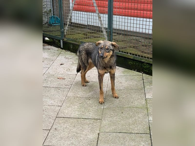 ♥FEE♥ auf Pflegestelle bei Köln - hübsche, ruhige, eher zurückhaltende, unkomplizierte Juniorin 49cm