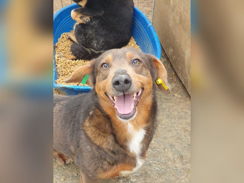 ♥IVO♥ kleiner, dackelähnlicher, sehr menschenbezogener und verschmuster Freund für's Leben 42 cm