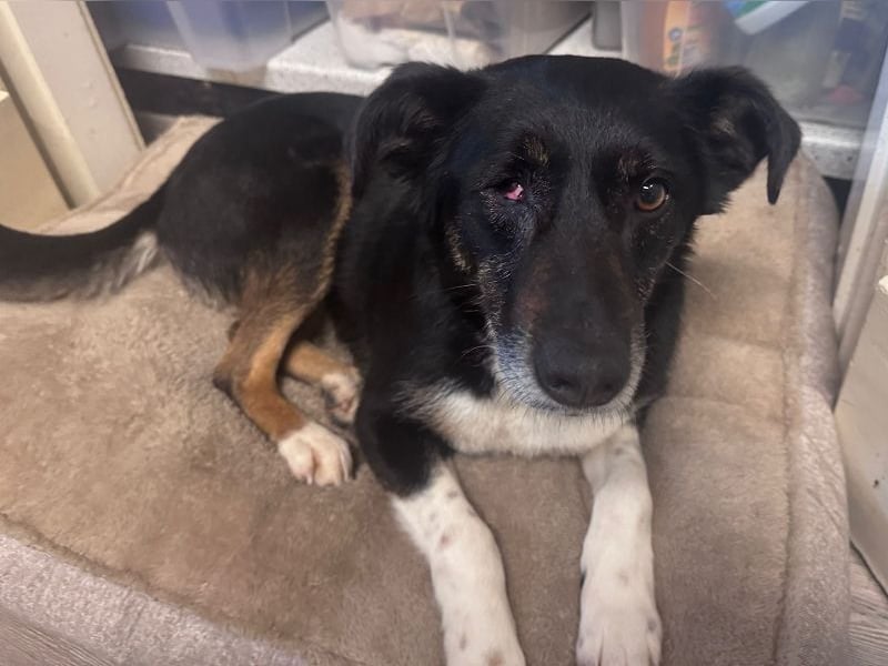 ♥MIMI♥ neu auf Pflegestelle bei Köln - sehr liebe, sanfte, ruhige und verschmuste Hündin 49 cm